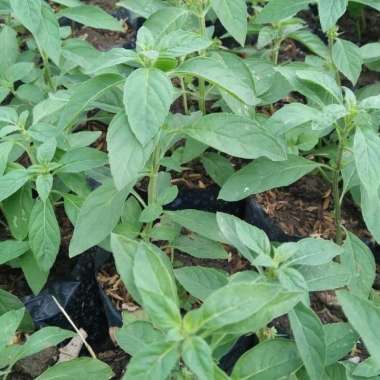 Bibit Daun Mint