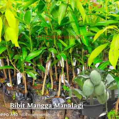 bibit buah mangga manalagi super okulasi