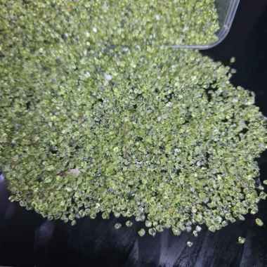 PERIDOT CHIPS WHOLESALE 1KG