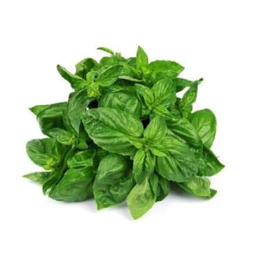 Sayur Daun Basil Segar 1/2 KG - 500 Gram