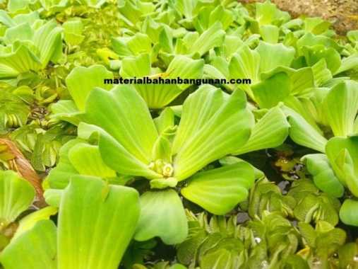 Tanaman Hias Air Apu Apu Kapu Tanaman Apung Kolam Aquarium Aquascape