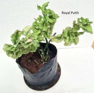 TANAMAN HIAS PATAH TULANG VARIGATA KERITING RIMBUN