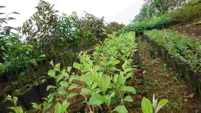 Bibit Apel Putsa atau Apel india aneka bibit purworejo