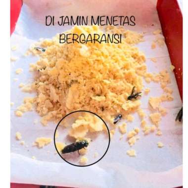 Telur telor bsf maggot