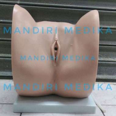 Manekin Kateter Phantom Manikin Catheter Pria Wanita Impor GL 8405 Guan Long Wanita