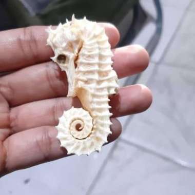 kuda laut kering 1 ekor