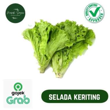 Selada Kriting Selada Bokor 250 Gram