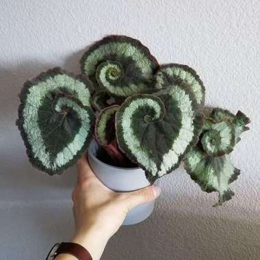 Tanaman Hias Bunga Begonia - Begonia Rex Tilis - Daun Begonia Tilis