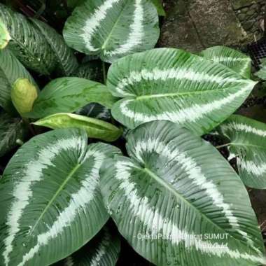 Tanaman Hias Schismatoglottis Araceae Homalomena Green Silver
