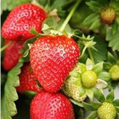 Pohon Strawberry siap berbuah | pusat bibit strawberry murah