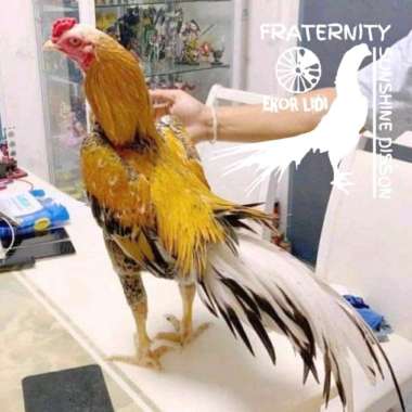 Oem Telur Ayam Hias Bangkok Ekor Lidi/ Ayam Bangkok Siap Tetas Fertil
