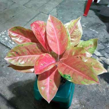 Aglonema Big Roy Mutasi asal Thailand