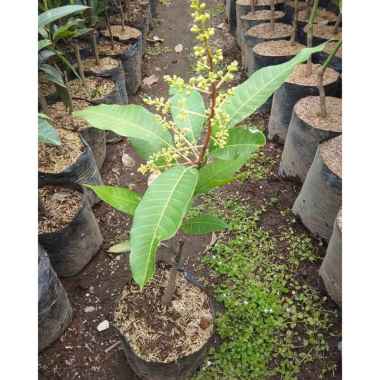 pohon mangga Lokmay sudah berbunga cepat berbuah Sudah Berbunga