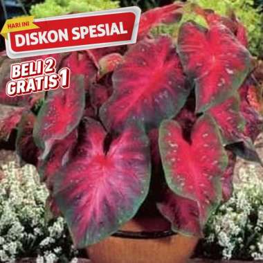 KELADI MIRZANI MENOR TERCANTK