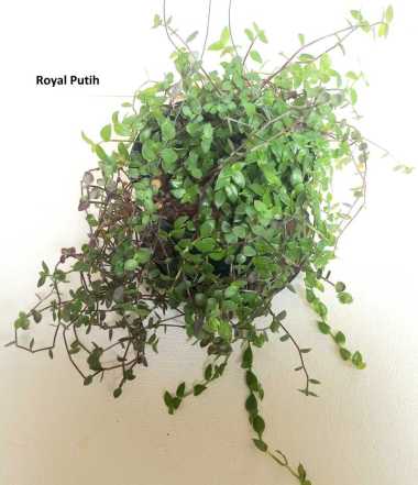 PAKET ISI 2 TANAMAN GANTUNG RUMPUT CINTA & TANAMAN HIAS GANTUNG KRIBO