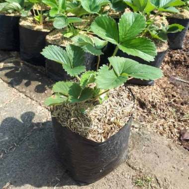 Jual Godongmas Bibit Tanaman Manggis Ratu Tembilahan Online Juli