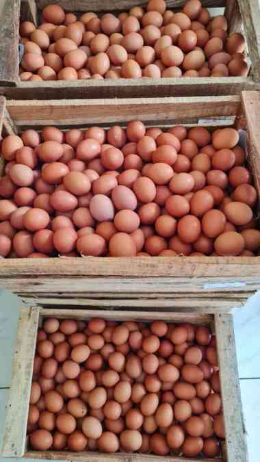HarvestMoon Telur Ayam 1 peti