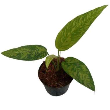 Tanaman Hias Homalomena Army - Schismatoglottis Calyptrata