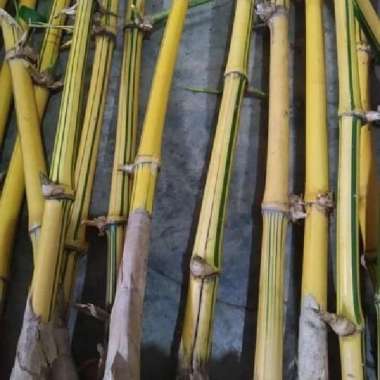 bibit bambu kuning mini siap tanam