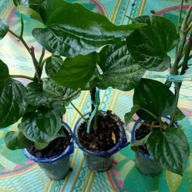 jual bibit tanaman karuk atau piper sarmentosum+ bonus