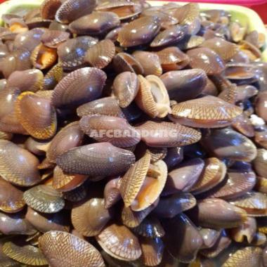 Kerang Batik Scallop Segar Fresh kemasan 1kg