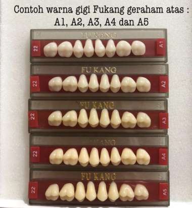 Gigi geraham Fukang GA A1 25