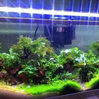 Daftar Harga Aquascape Aquarium Yamano Terbaru Oktober 2020 Terupdate Blibli Com