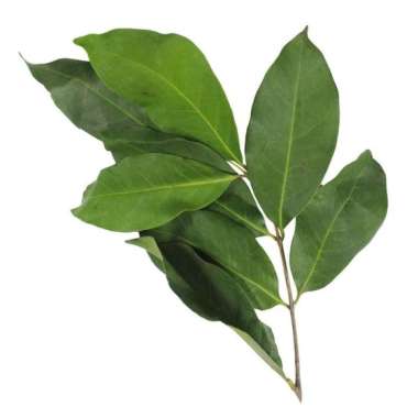 Daun Salam Segar per Pack