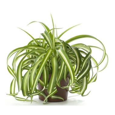 Tanaman Hias Lili Spider Plant Seluruh Indonesia