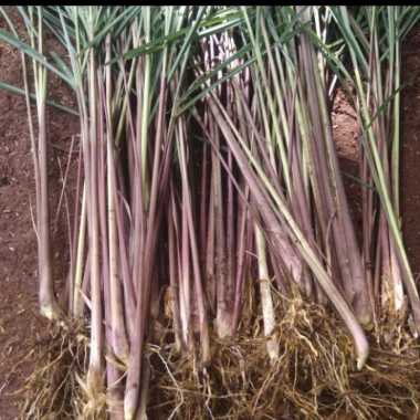 1 kg_sereh wangi sereh merah