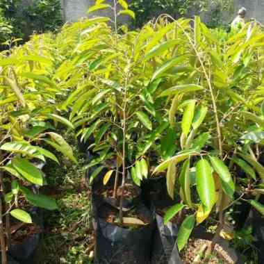 bibit pohon durian musang king