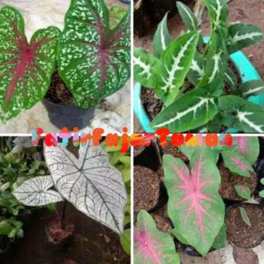 4 paket tanaman keladi hias -- Paket 4 Tanaman hias keladi -