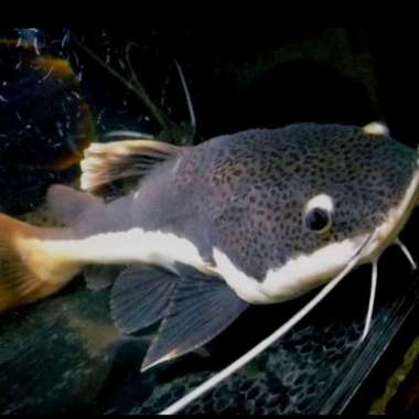 Hiasan Aquarium Ikan RTC Red Tail Catfish Big Size Tankmate Multicolor