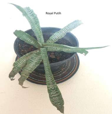TANAMAN HIAS BROMELIA CRYPTANTUS / BROMELIA TOKEK / BROMELIA HIJAU