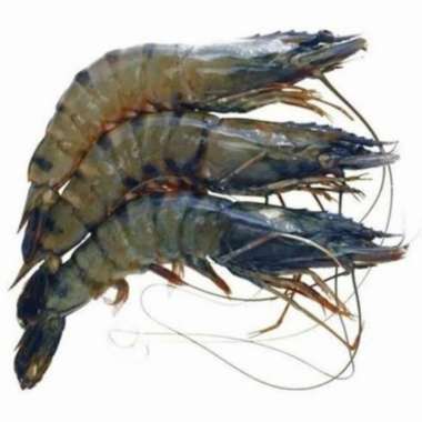 Udang Windu Tiger 1 kg