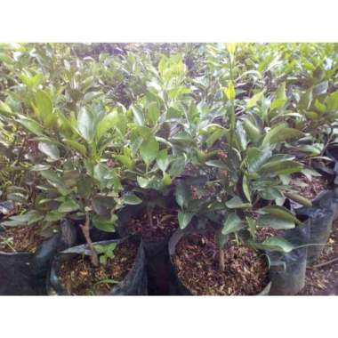 Bibit Jeruk Santang Madu berbuah -