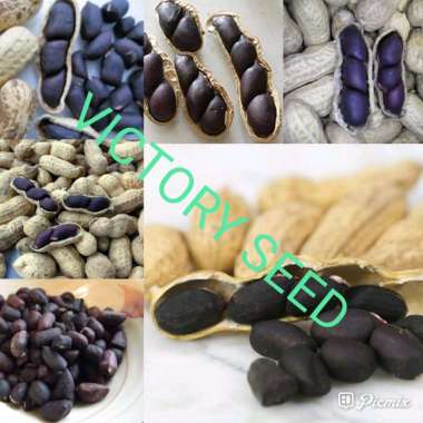 VICTORY SEED 2 biji benih bibit seed seeds kacang hitam cina cino tanah una suuk kole bandung tuban 