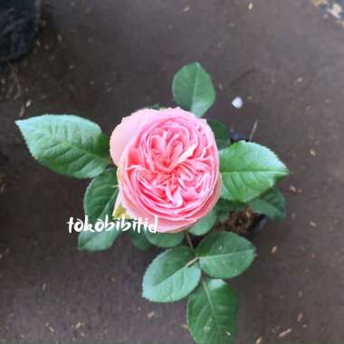 Tanaman Hias Mawar Soft Pink Import