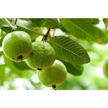 Bibit Tanaman buah Jambu Kristal/krystal unggul
