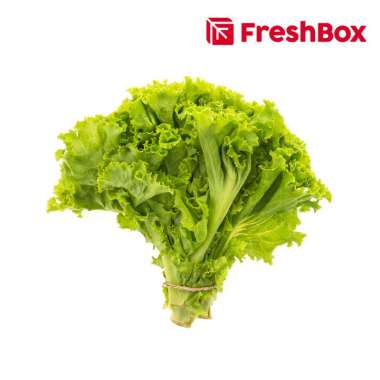 Selada Keriting/Lettuce Curly 250 gr FreshBox