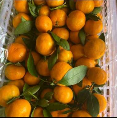 jeruk santang daun manis segar fresh import 1 krat/keranjang