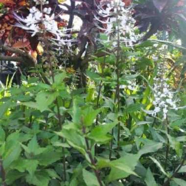 Tanaman hias herbal kumis kucing/pohon kumis kucing herbal