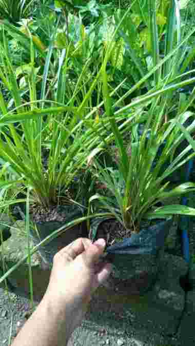 Bibit tanaman bunga sedap malam wangi super