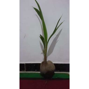 Bibit Kelapa Wulung Tunas bibit purworejo murah