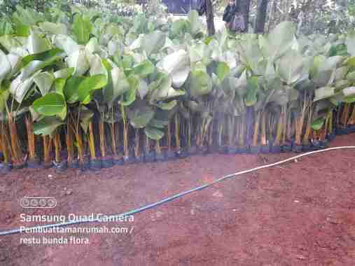 Tanaman Hias Calathea Lutea- Pisang Calathea --