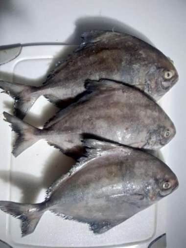 Ikan Bawal Laut