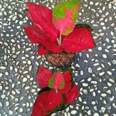 Paket 2 Pohon Aglonema Suksom (2 Suksom Jaipong)