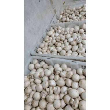 Jamur kancing - jamur champignon( 1kg )