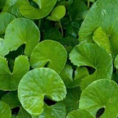 PROMO Daun pegagan/daun antanan segar /daun kaki kuda