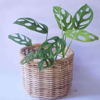 Tanaman Janda Bolong (Daun bolong) monstera obliqua